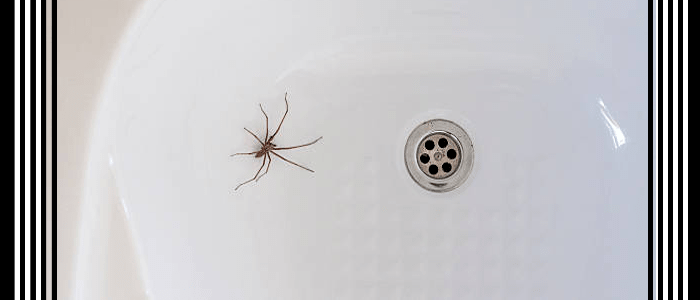 Affordable Spider Control Kingsley
