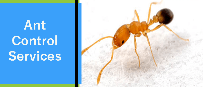 Ant Control Service Kingsley