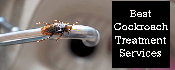 Best Cockroach Control Treatment Kingsley